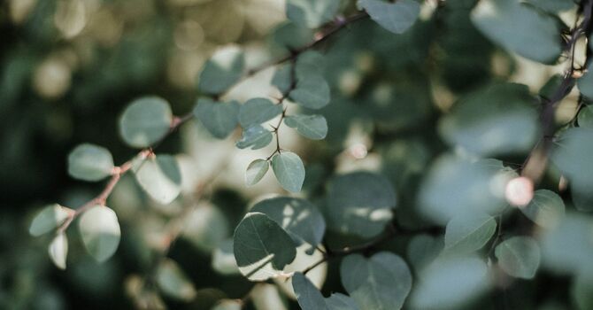 IV Therapy - In clinic